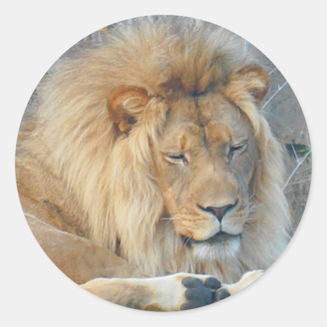 Stickers Lion #2 (Devant)