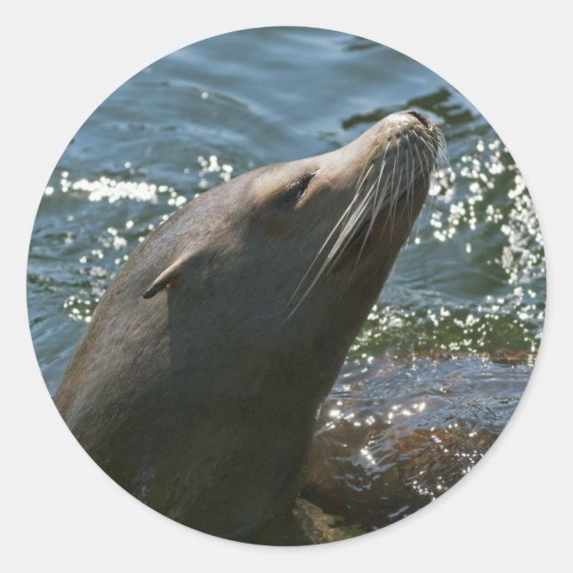 Stickers Lion de mer (Devant)