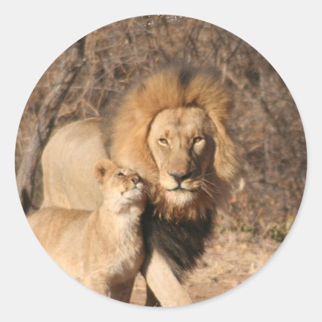 Stickers Lion et Lion Cub (Devant)