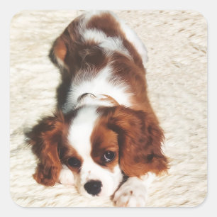 Stickers Little One Cavalier King Charles Spaniel