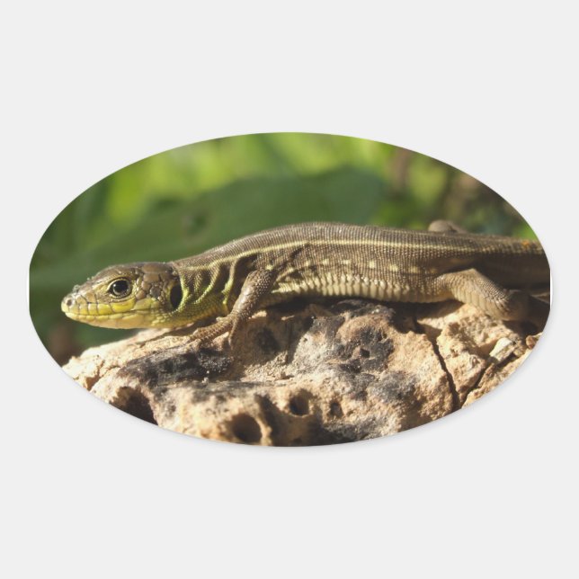Stickers Lizard (Devant)