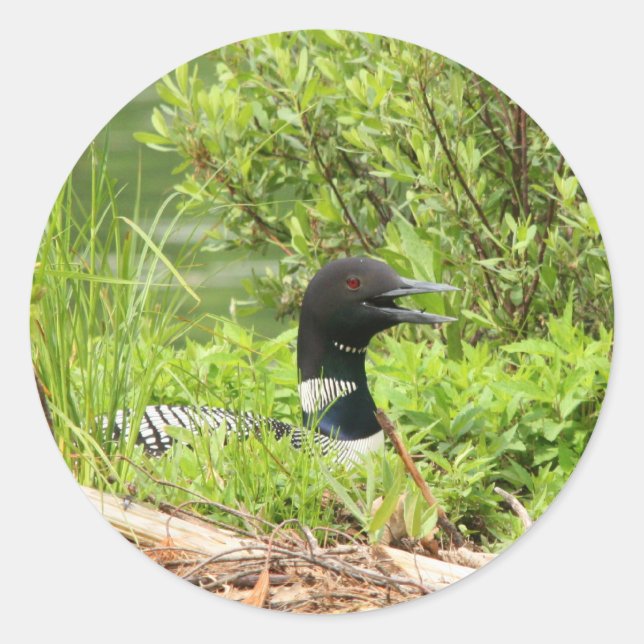 Stickers Loon Nesting (Devant)