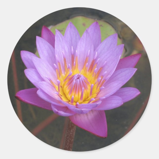 Stickers Lotus (Devant)
