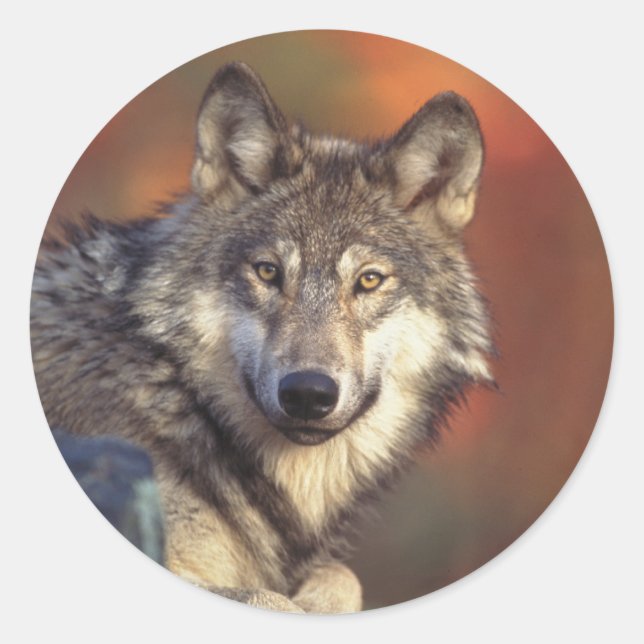 Stickers Loup gris (Devant)