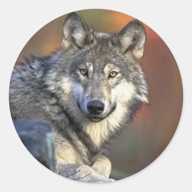 Stickers Loup gris (Devant)