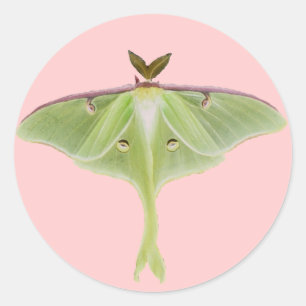 Stickers Luna Moth