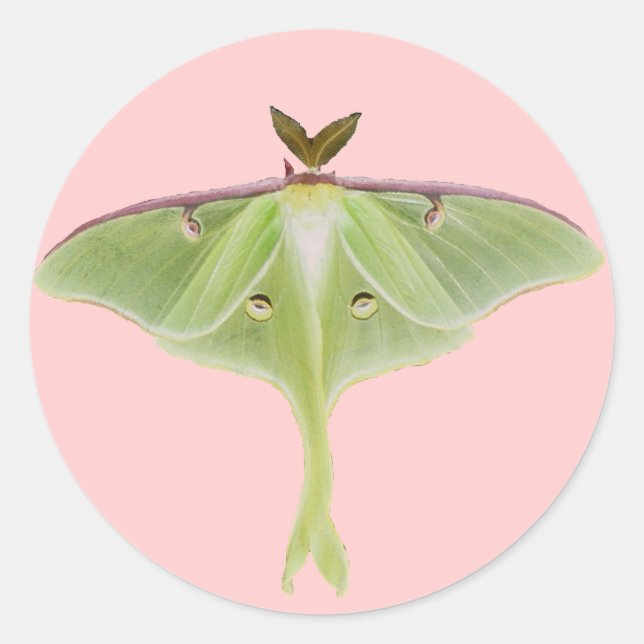 Stickers Luna Moth (Devant)