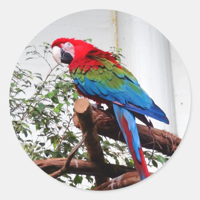 Stickers Macaw à ailes vertes #3 (Devant)