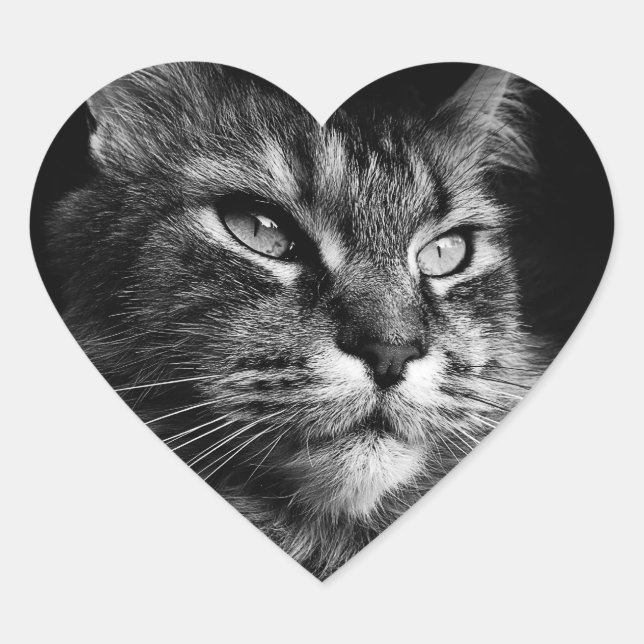 stickers Maine Coon Cat (Devant)