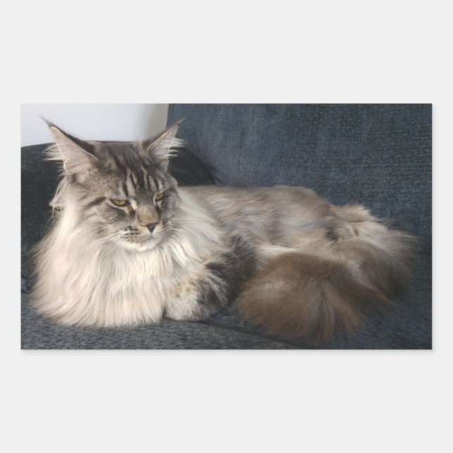 Stickers Maine Coon Cat (Devant)
