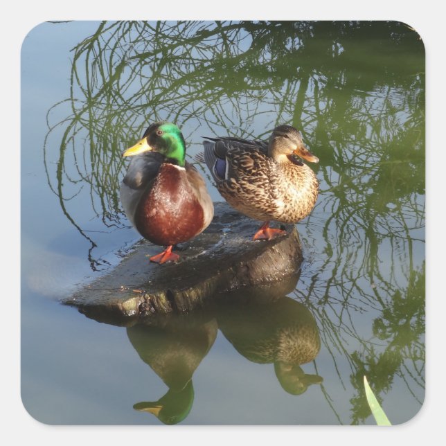 Stickers Mallard Ducks #2 (Devant)
