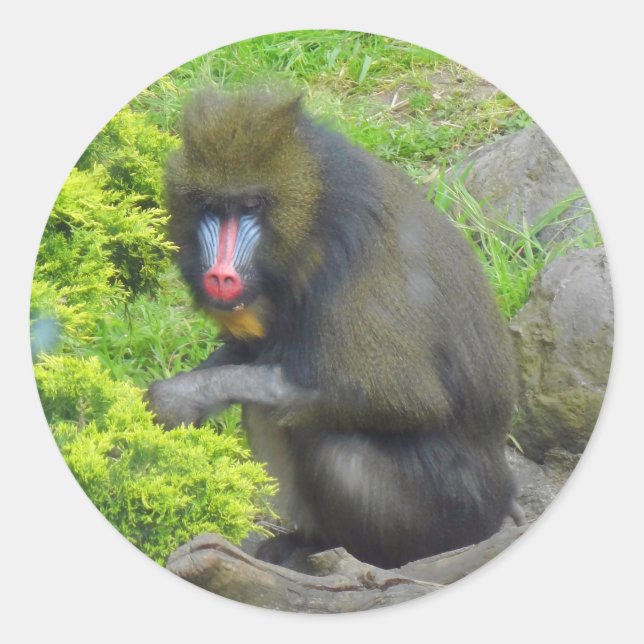 Stickers Mandrill #9 (Devant)