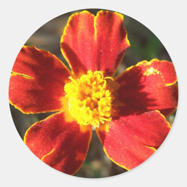 Stickers Marigold Flower (Devant)
