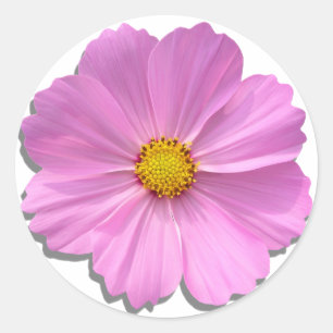 Stickers - Medium Pink Cosmos