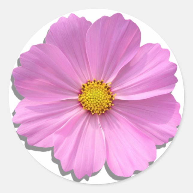 Stickers - Medium Pink Cosmos (Front)
