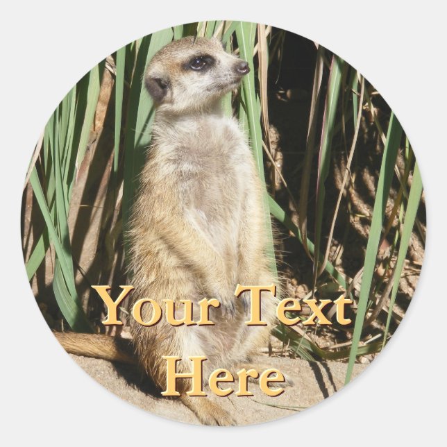 Stickers Meerkat (Devant)