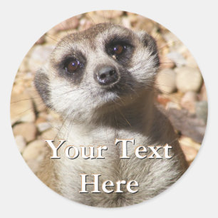 Stickers Meerkat