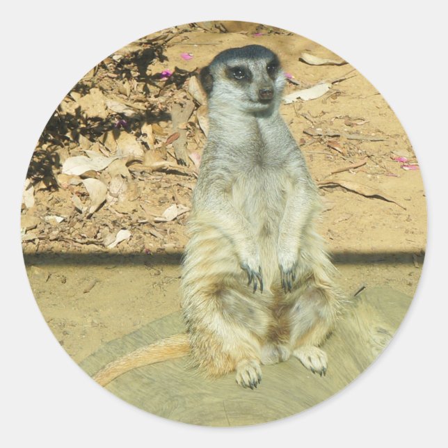 Stickers Meerkat #1 (Devant)