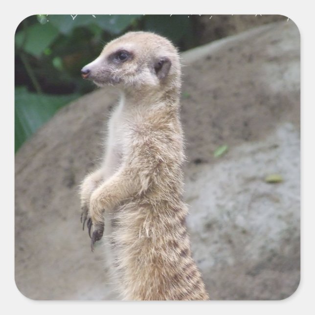 Stickers Meerkat Poits (Devant)