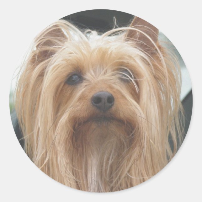 Stickers mignon Doggie (Devant)