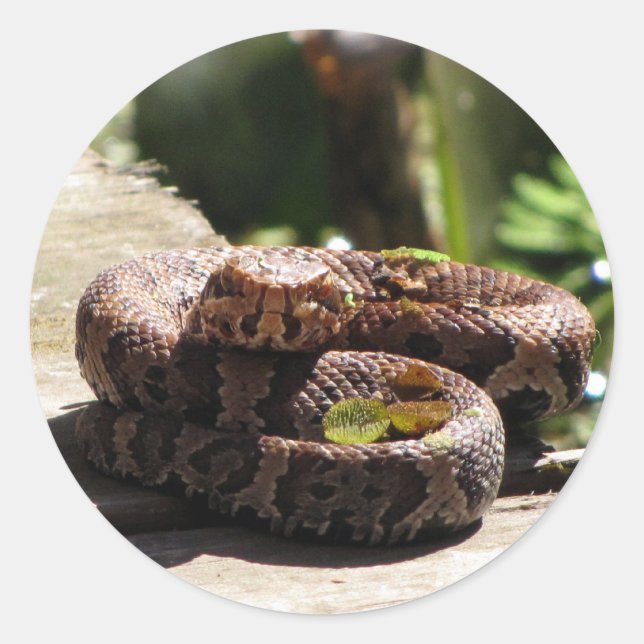 Stickers Moccasin d'eau / Cottonmouth Snake (Devant)