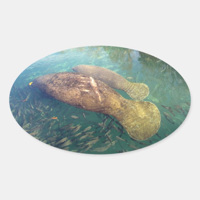 Stickers Momma et Baby Manatee (Devant)