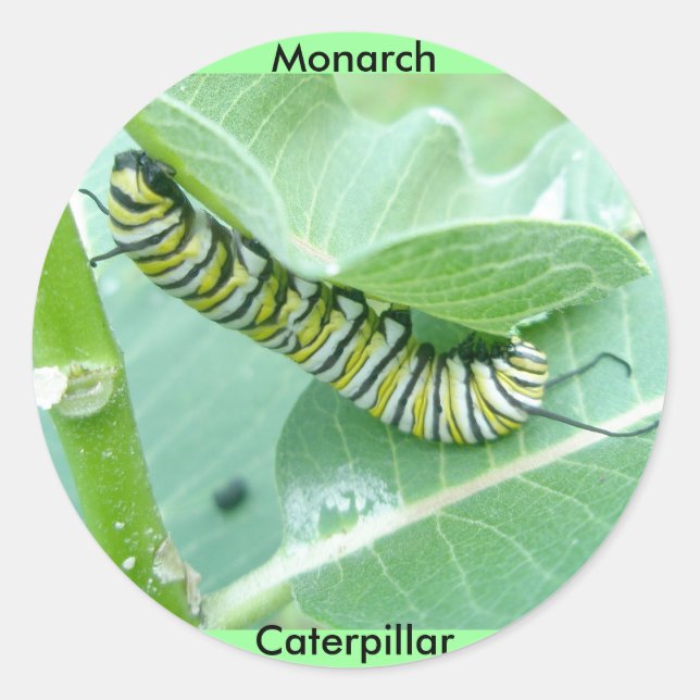 Stickers Monarch Butterfly Caterpillar (Devant)