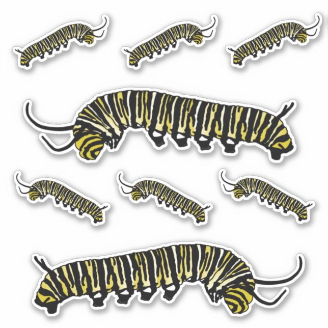 Stickers Monarque Papillon Caterpillar Illustré (Devant)