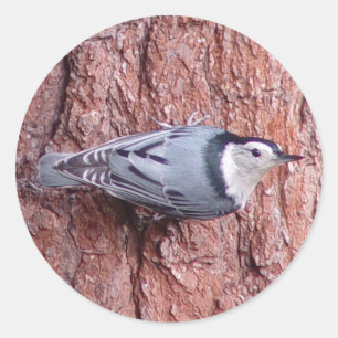 Stickers Nuthatch Bird