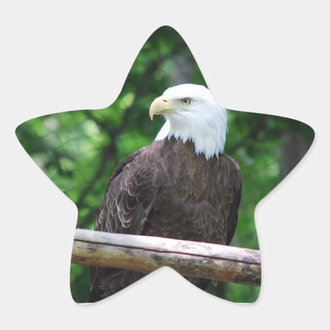 Stickers Oiseaux d'aigle chauve (Devant)