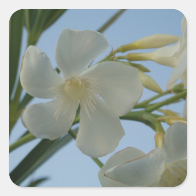 Stickers Oleander Blanc (Devant)