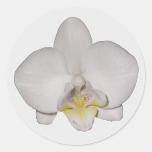 Stickers Orchidée Blanche