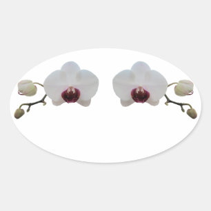 Stickers - Orchidée blanche à lèvres rubis