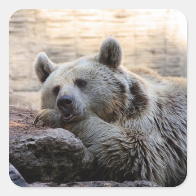 Stickers Ours Daydreaming (Devant)