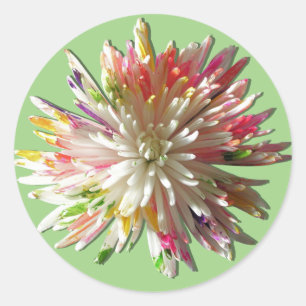 Stickers - Painted White Spider maman