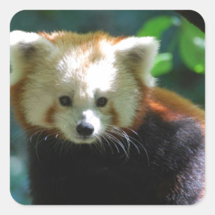 Stickers Panda Rouge adorable