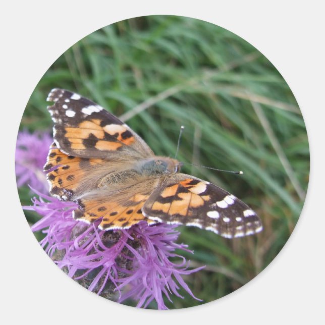 Stickers Papillon (Devant)