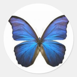 Stickers Papillon bleu
