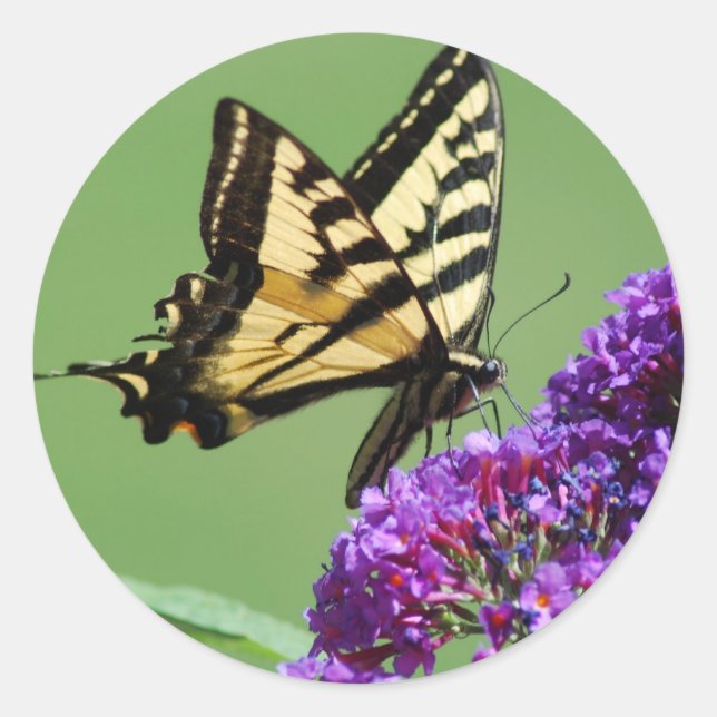 Stickers papillon occupé (Devant)