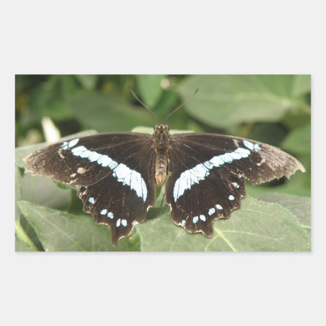 Stickers Papillon tropical noir et blanc (Devant)