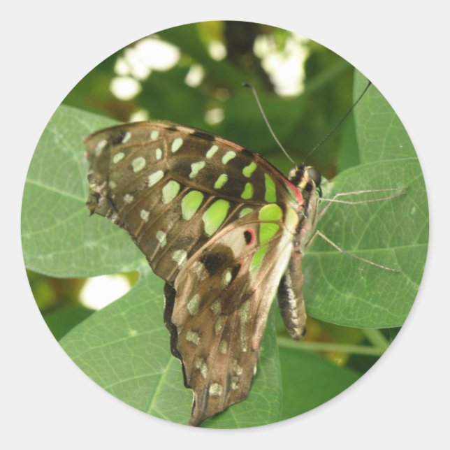 Stickers Papillon vert Iridescente tropicale (Devant)