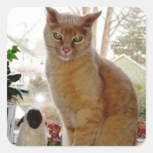 Stickers Papoochie Sunny (Devant)