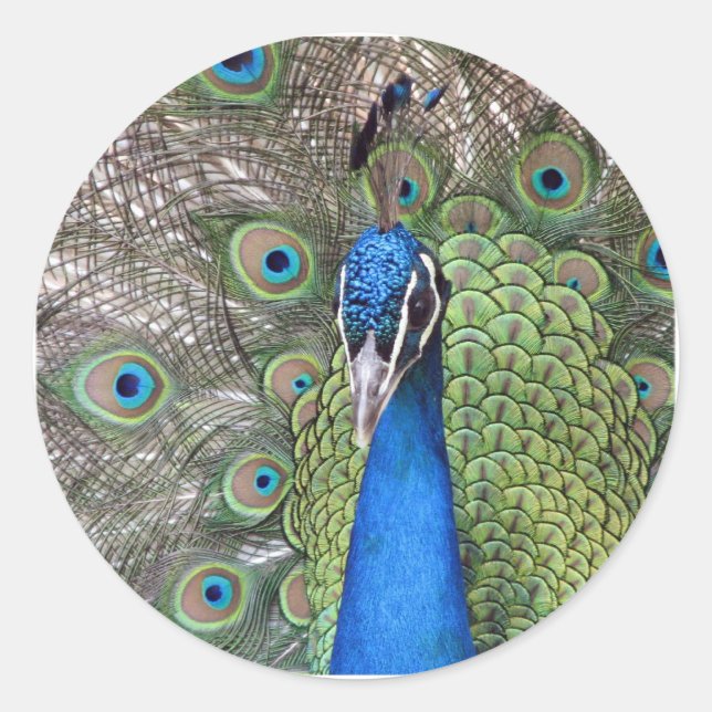 Stickers Peacock (Devant)