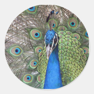 Stickers Peacock