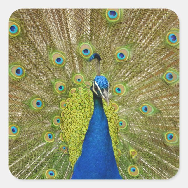Stickers Peacock (Devant)