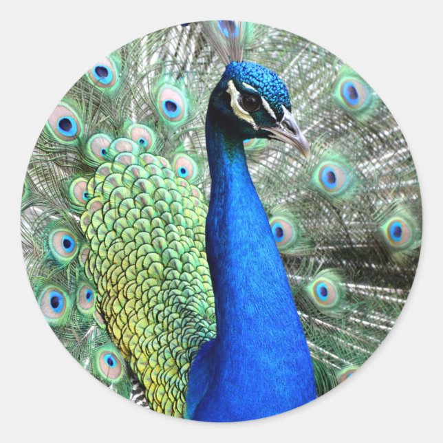 Stickers Peacock (Devant)