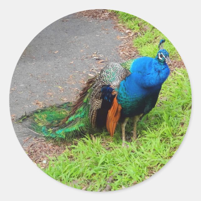 Stickers Peacock Bleu #1 (Devant)