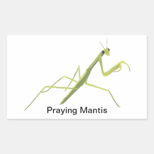 Stickers Peinture des insectes de Mantis