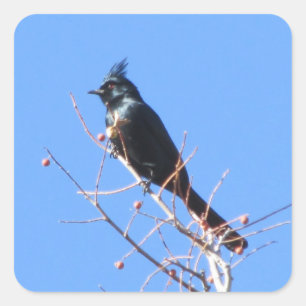 Stickers Phainopepla