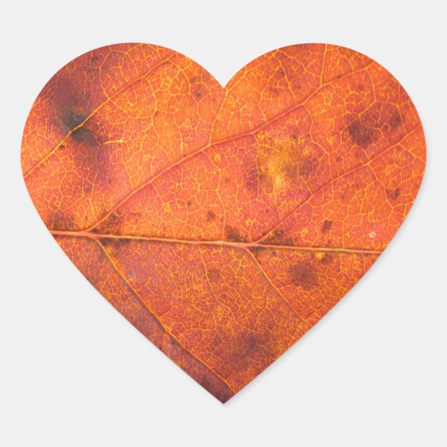 Stickers photo à feuilles d'automne orange-rouge (Devant)